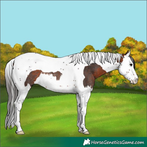 Horse Color:Bay Splash Tobiano Rabicano