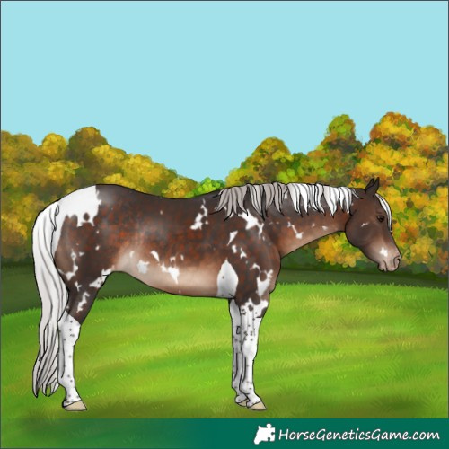 Horse Color:White Spotted Silver Brown Tobiano Varnish Rabicano