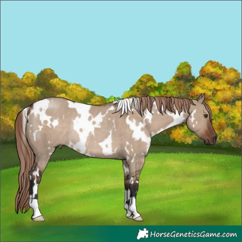 Horse Color:White Spotted Liver Red Dun Rabicano 