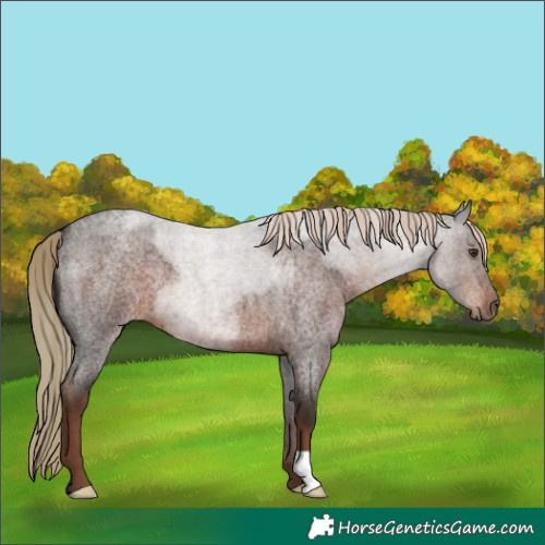 Horse Color:Liver Red Roan 