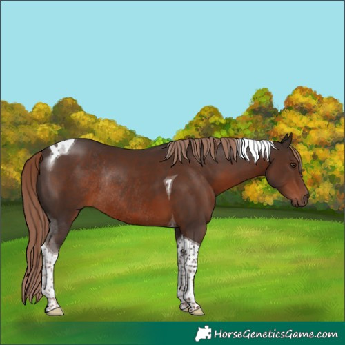 Horse Color:Liver Chestnut Tobiano Rabicano 
