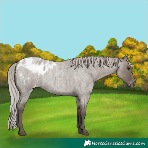Horse Color:Silver Grullo Roan Blanket 