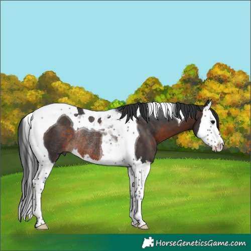 Horse Color:Brown Splash Tobiano Rabicano