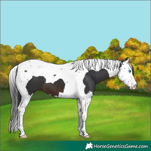 Horse Color:Brown Splash Tobiano 