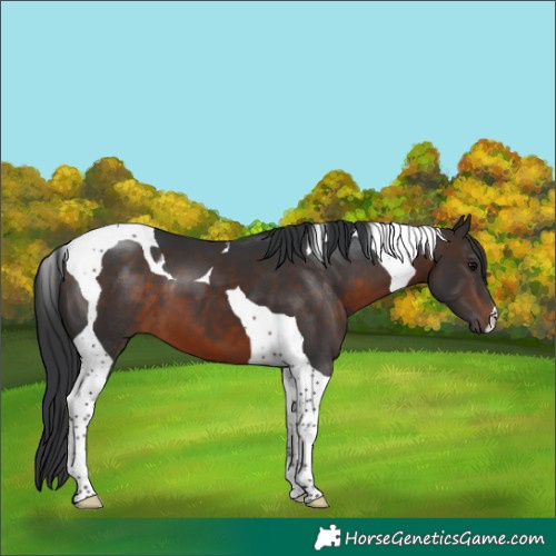 Horse Color:Brown Tobiano 