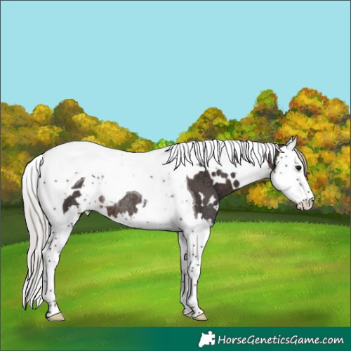 Horse Color:White Spotted Silver Brown Splash Tobiano Rabicano 