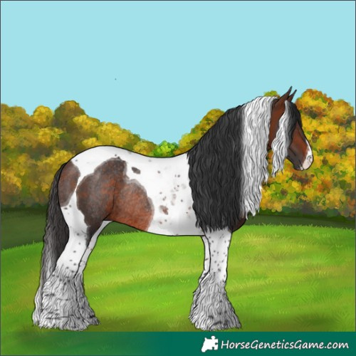 Horse Color:Bay Tobiano Rabicano
