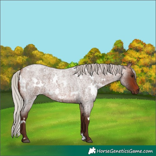Horse Color:White Spotted Silver Bay Roan 