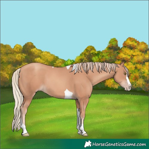 Horse Color:Gold Champagne Splash Tobiano 