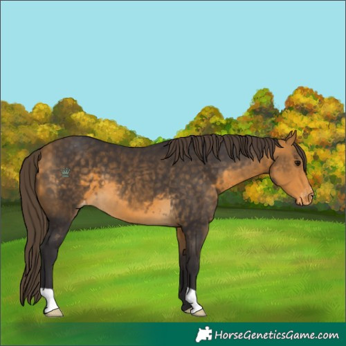 Horse Color:Buckskin Varnish