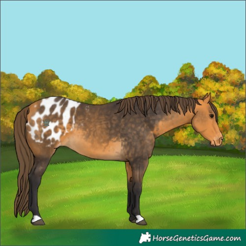 Horse Color:Buckskin Blanket