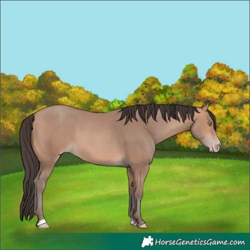 Horse Color:Amber Champagne 