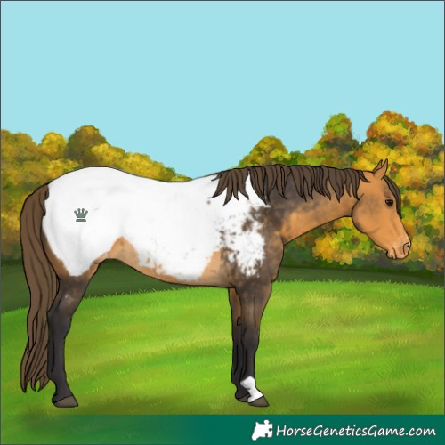 Horse Color:Buckskin Snowcap 