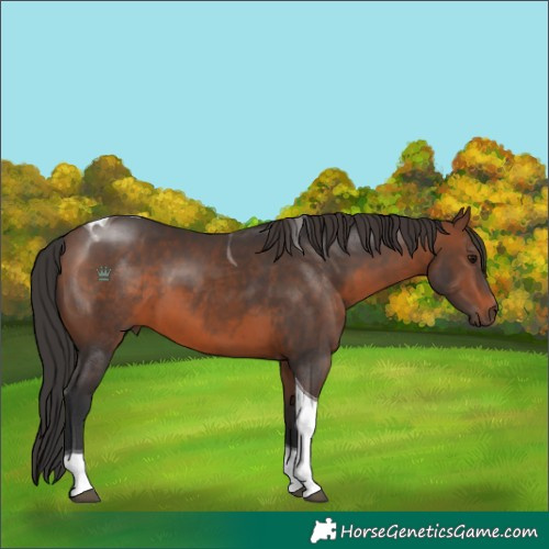 Horse Color:Brown Tobiano