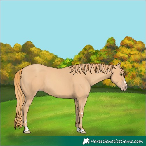 Horse Color:Gold Champagne 