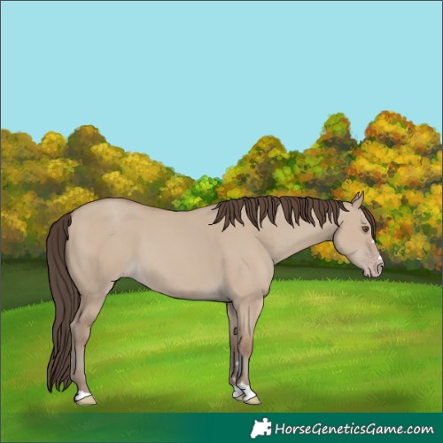 Horse Color:Classic Champagne Dun