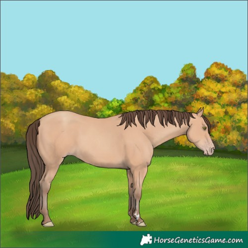 Horse Color:Amber Champagne