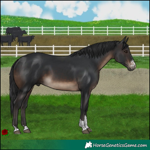 Horse Color:Brown Sabino Tobiano