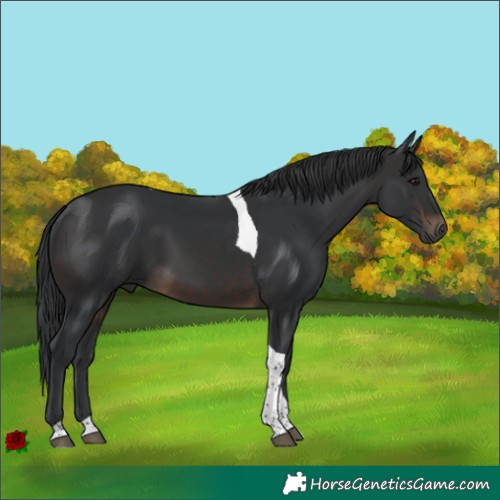 Horse Color:Brown Tobiano 