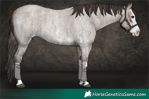 Horse Color:Blue Roan Sabino Splash and Classic Champagne Roan Sabino Splash