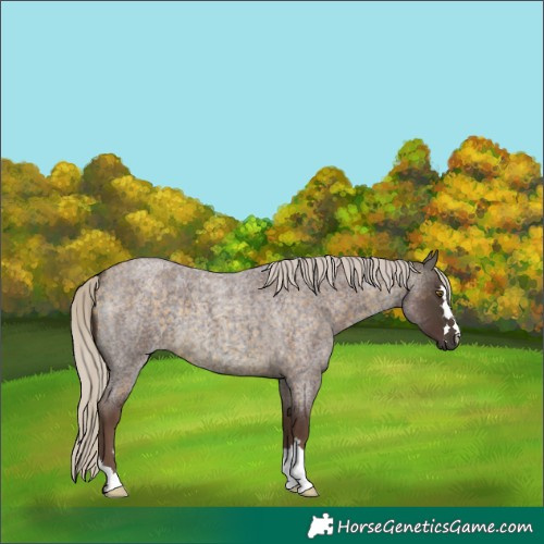 Horse Color:Chocolate Silver Buckskin Roan 