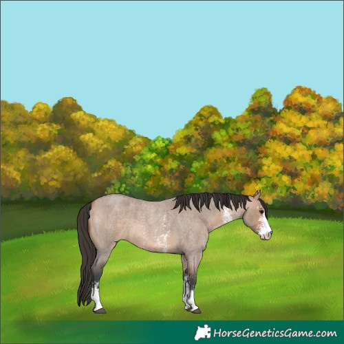 Horse Color:Bay Roan Dun Sabino