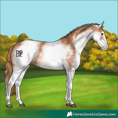 Horse Color:White Spotted Chestnut 
