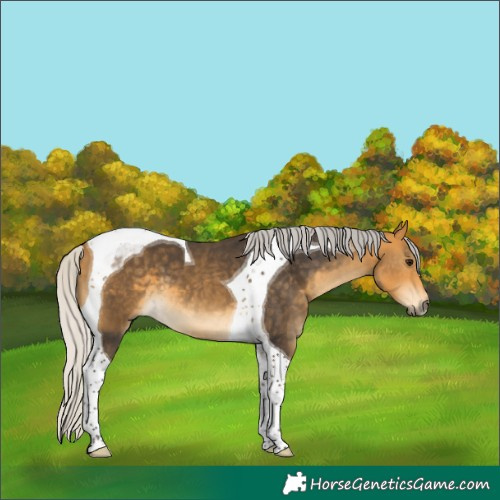 Horse Color:Silver Buckskin Tobiano