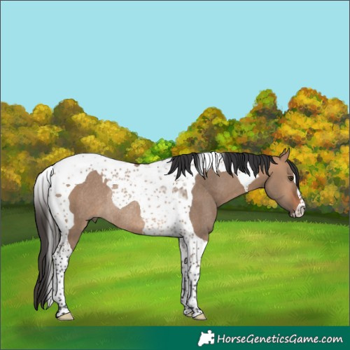 Horse Color:Bay Dun Tobiano Rabicano 