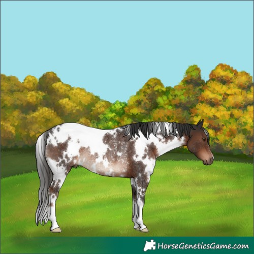 Horse Color:White Spotted Liver Chestnut Rabicano