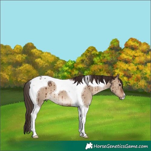 Horse Color:Liver Red Dun Tobiano Brindle