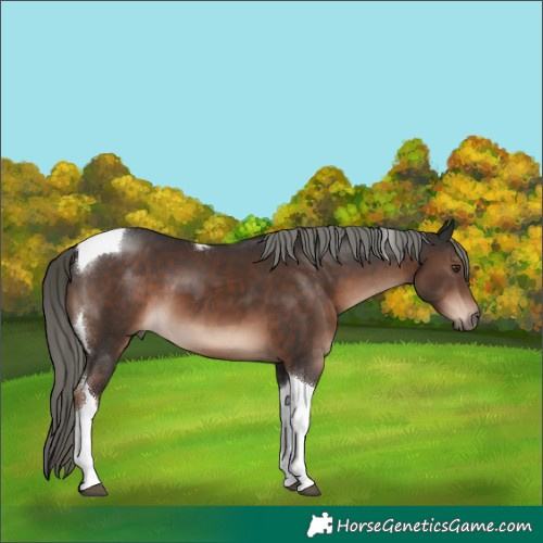 Horse Color:Liver Chestnut Mushroom Tobiano 