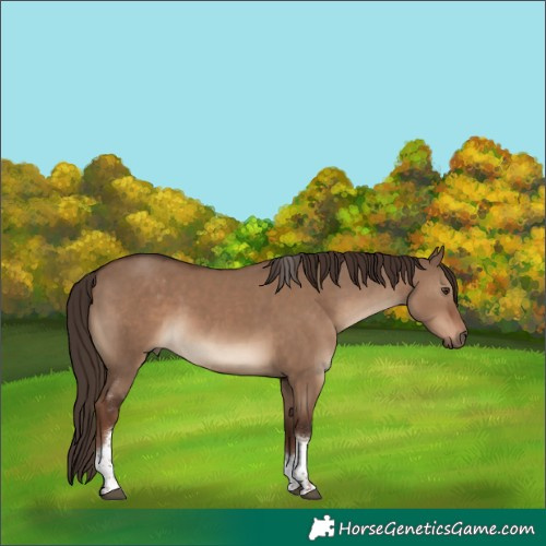 Horse Color:Liver Red Dun Tobiano