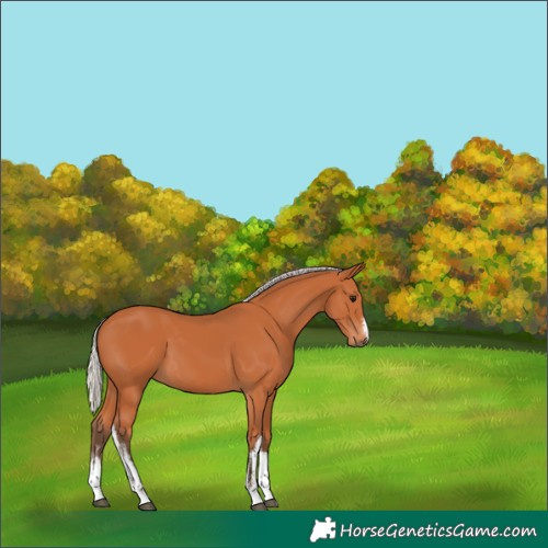 Horse Color:White Spotted Silver Bay