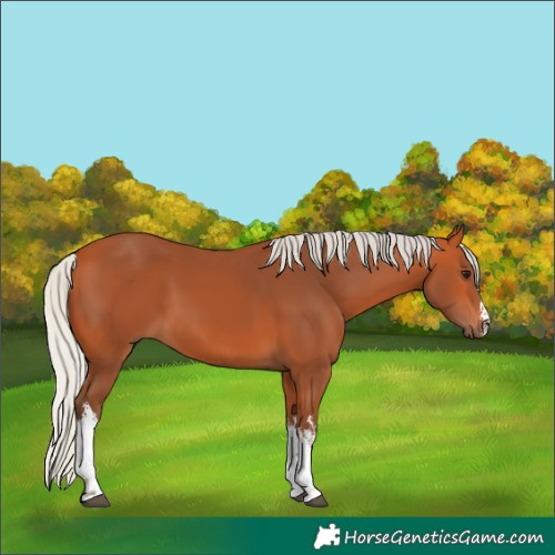 Horse Color:White Spotted Silver Bay