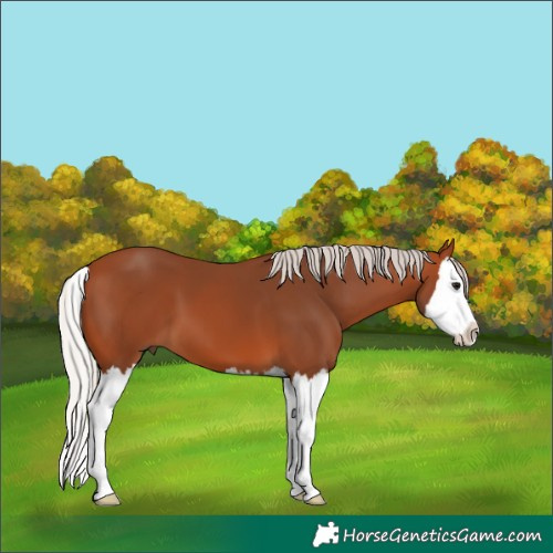 Horse Color:Silver Bay Splash