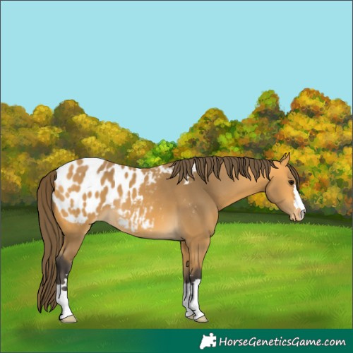 Horse Color:Buckskin Blanket 