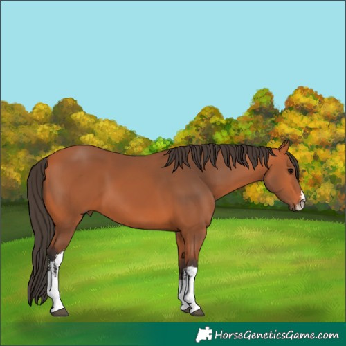 Horse Color:White Spotted Bay 