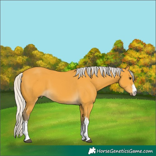 Horse Color:White Spotted Silver Buckskin