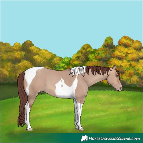 Horse Color:Chocolate Amber Champagne Dun Tobiano