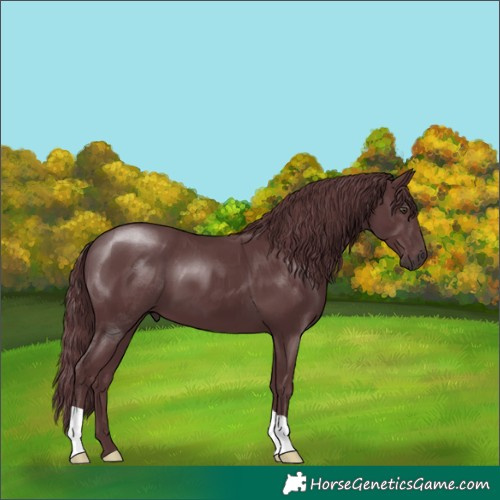 Horse Color:Chocolate Black Chinchilla 