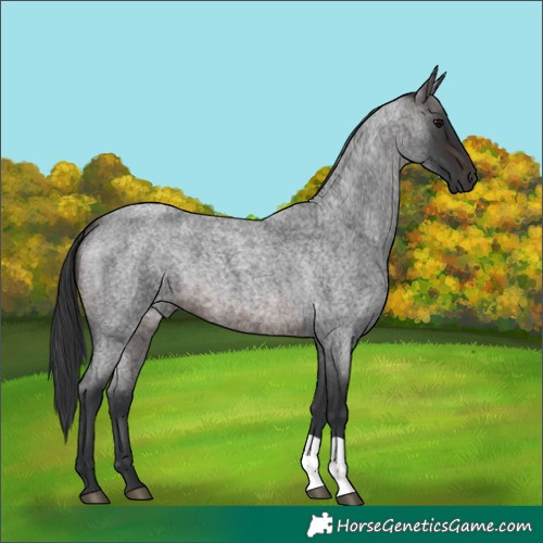 Horse Color:Brown Roan 