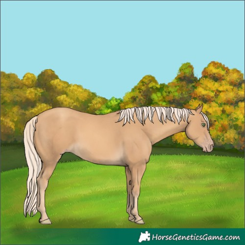 Horse Color:Gold Cream Champagne