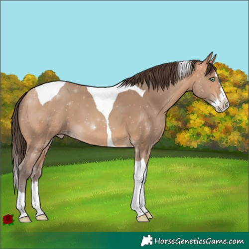 Horse Color:Amber Champagne Splash Tobiano Varnish