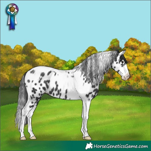 Horse Color:Black Splash Tobiano Near Leopard 