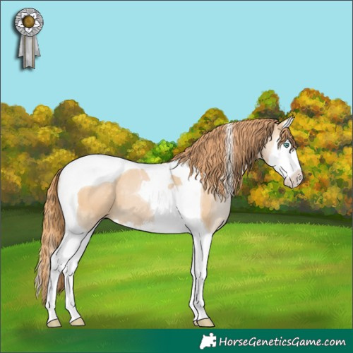 Horse Color:Smoky Black Pearl Sabino Splash Tobiano
