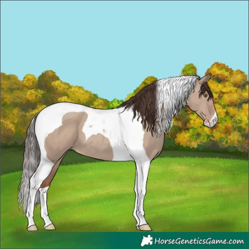 Horse Color:Classic Champagne Dun Tobiano