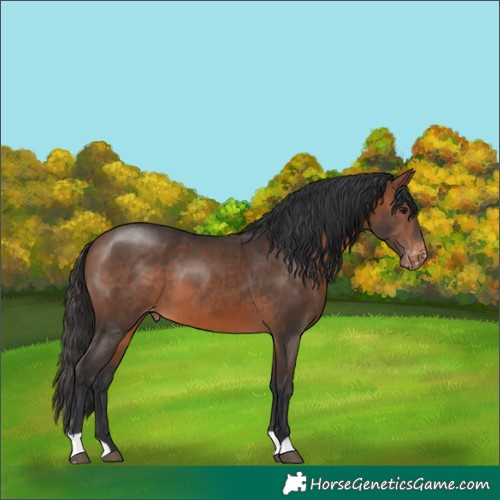 Horse Color:Brown Varnish 