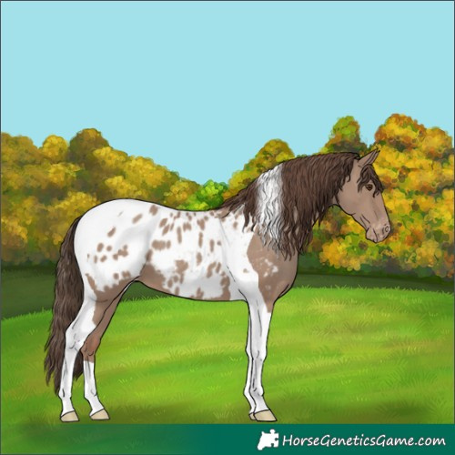 Horse Color:Classic Champagne Tobiano Blanket 