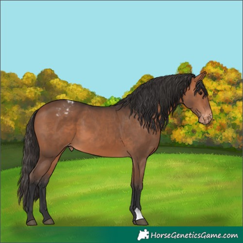 Horse Color:Bay Varnish